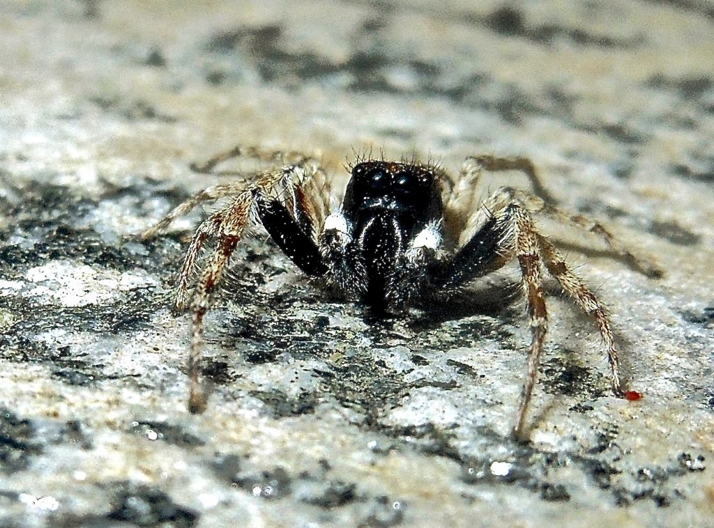 Salticidae. Maschio di  Menemerus semilimbatus